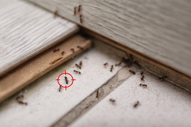 Best Mosquito Control Services  in Garden Home Whitfd, OR